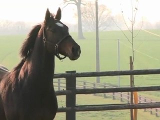 Domedriver, étalon au Haras du Grand Chesnaie