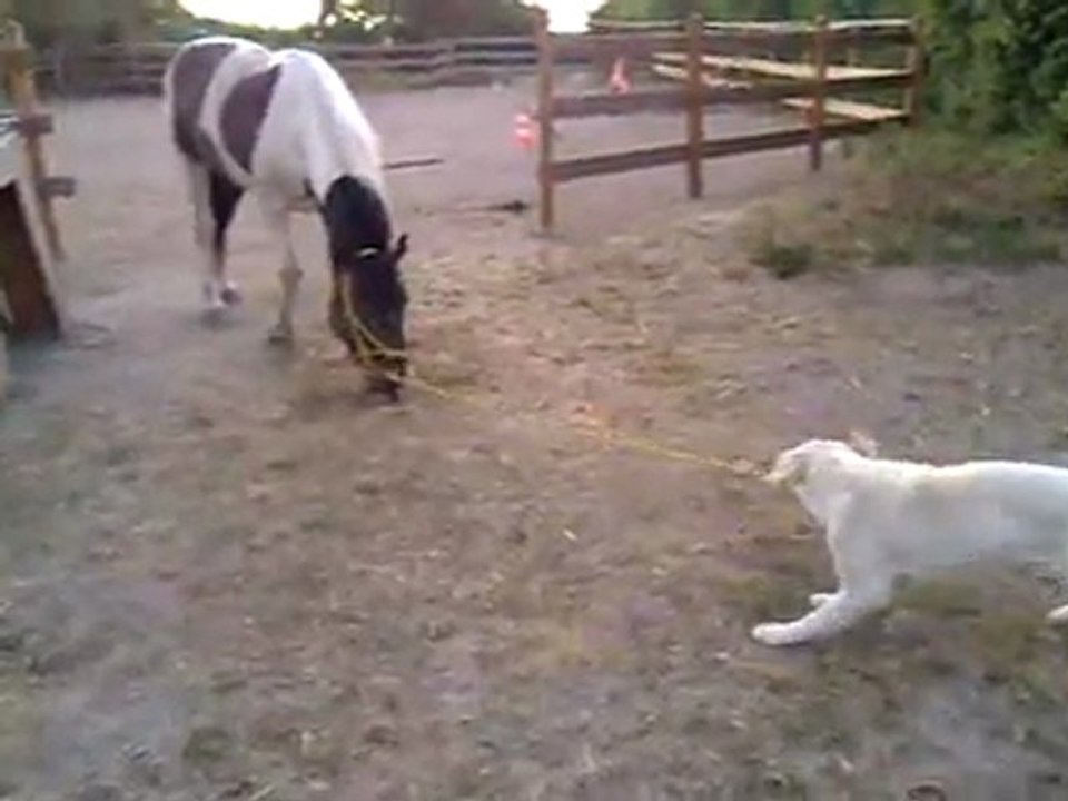 il accepte même les promenades du petit chien