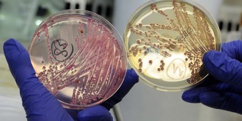 Des graines germées à l'origine de l'épidémie, selon les analyses
