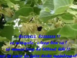le petit bourdon a tout manzé le tilleul !! hihi !! lol !   (001)