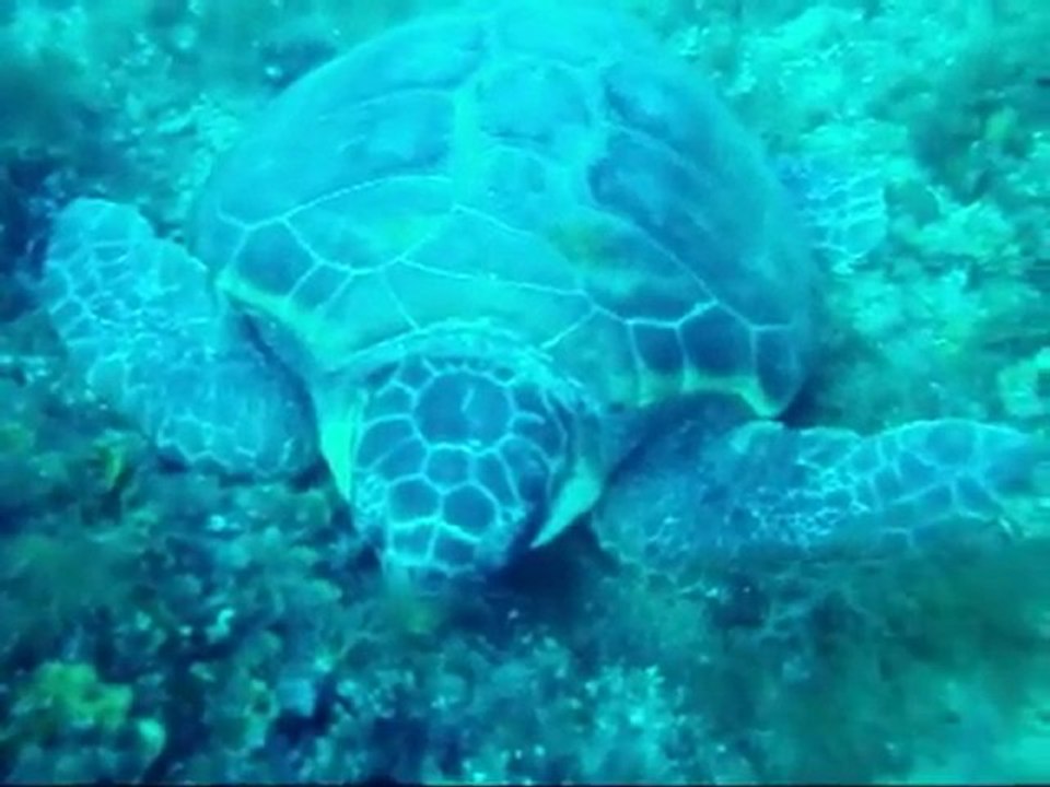 Tartaruga Vervece
