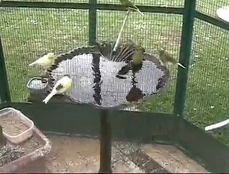 Canaris au bain