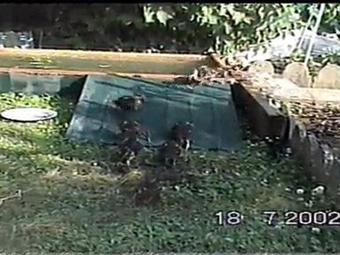 CANARDS COLVERT en DANGER sur L' AEROPORT D' ORLY