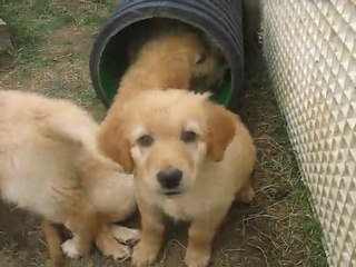 Chiots hovawart 2011 le 10 Juin