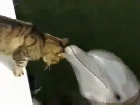 AMITIES PARTICULIERES entre animaux