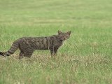 Chat  sauvage (Le petit monde du chat forestier 