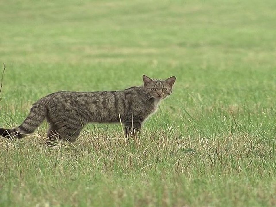 Chat  sauvage (Le petit monde du chat forestier "le film")