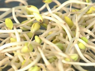 Bean sprouts blamed for killer bacteria outbreak