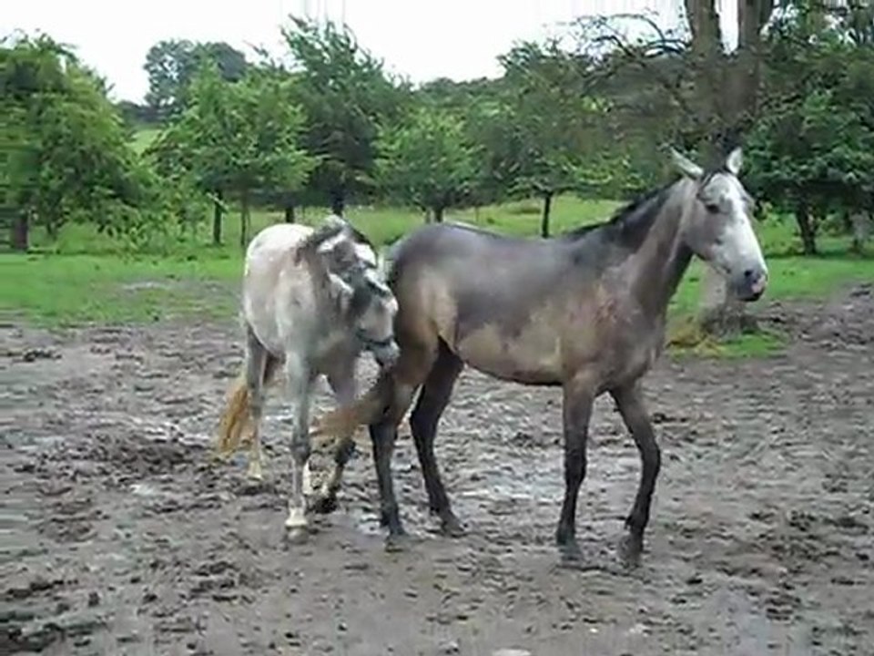 Bash et toum : les males qui jouent