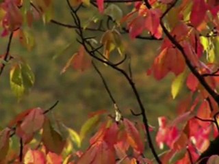 Dertli Dolap - Cengiz Özkan