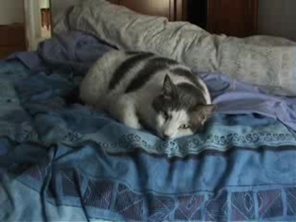 Le chat qui dit "A tes souhaits !"