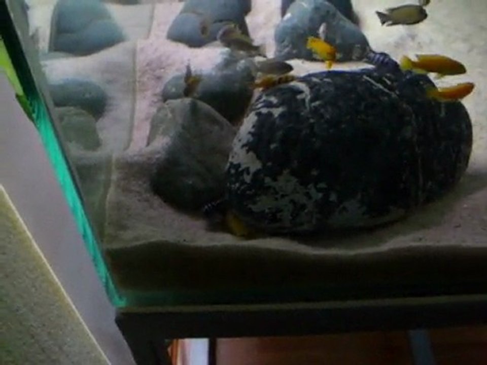 Saulosi&Demosoni(Yer Kavgasi)