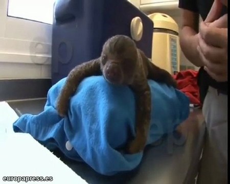 Nacen dos crías de perezoso en Loro Parque