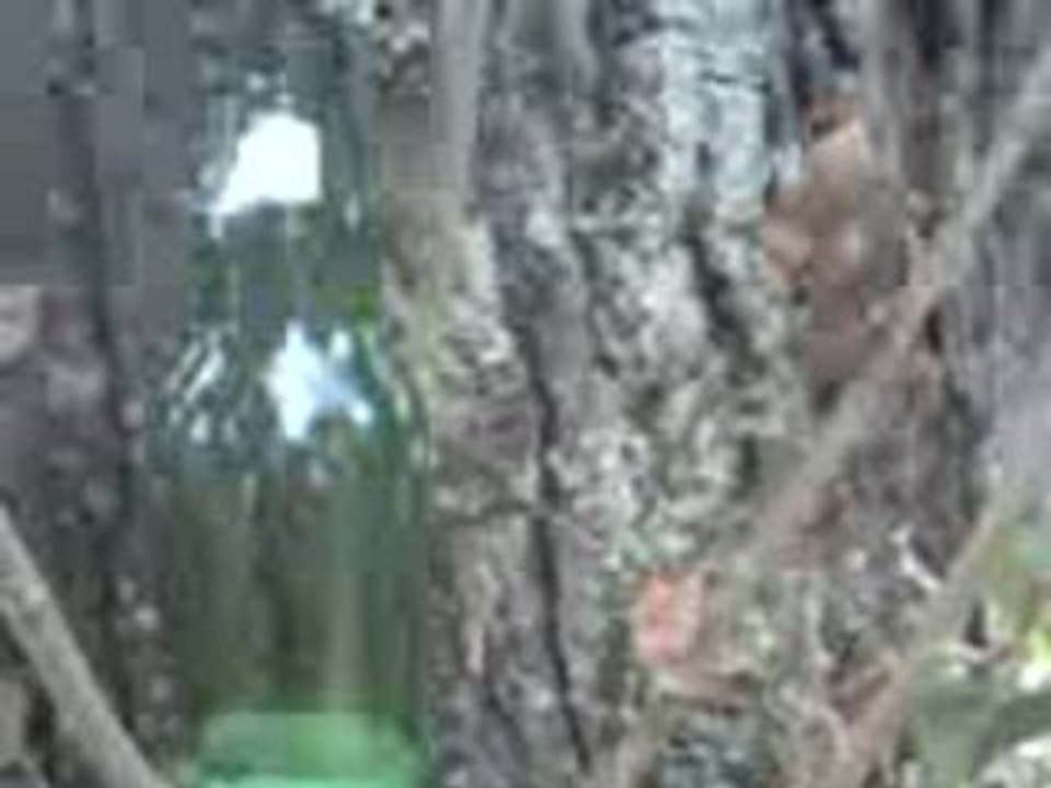 arbre a biere