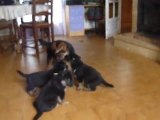 Chiots berger allemand