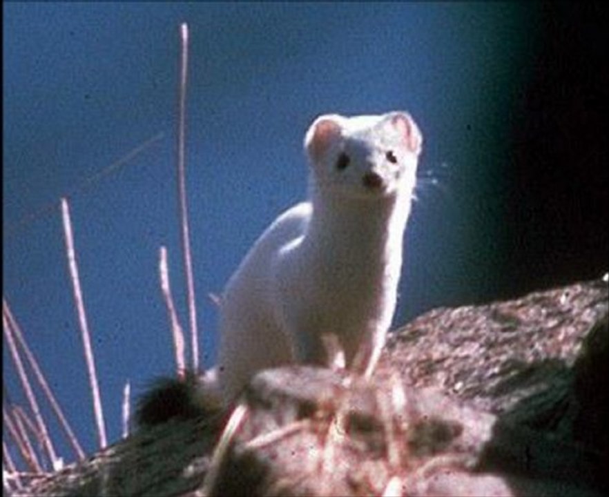 la blanche hermine (version inédite )