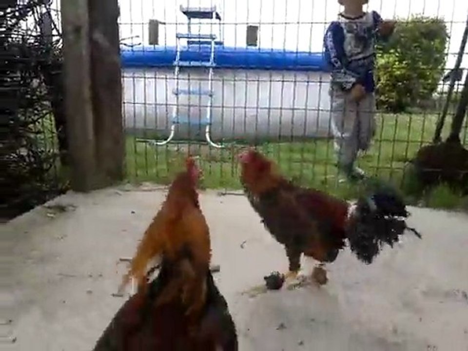 JEUNE  COQ Z978  VS COQ PEDRITO