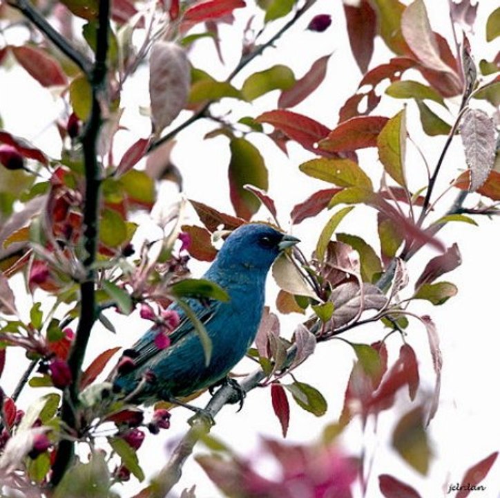 STOURM  Gavotte Pourlet