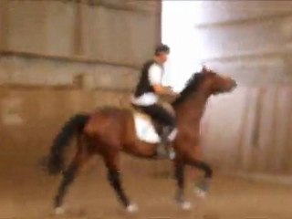 Chevaux espagnol