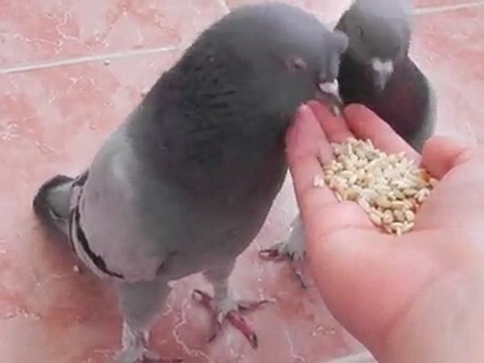 Balkon Kümesim ve Kuşlarım