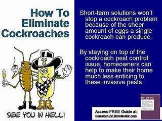 How To Get Rid of Cockroaches | San Jose Exterminator
