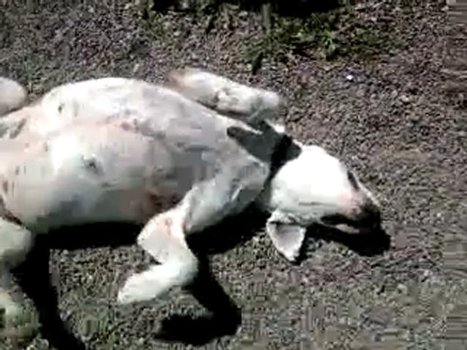 Vidéo0025
