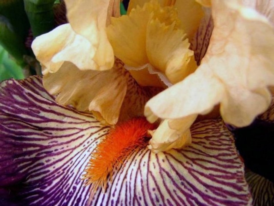Iris les plus belles fleurs