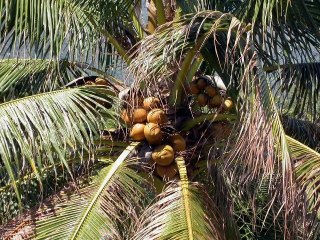 Arbres à fruits LAOS