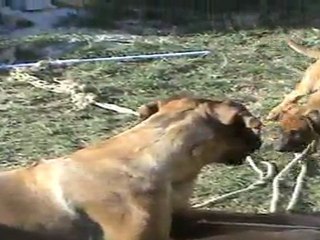 Jeux mère chiot Rhodesian