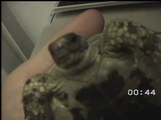 retour de tunisie avec la tortu