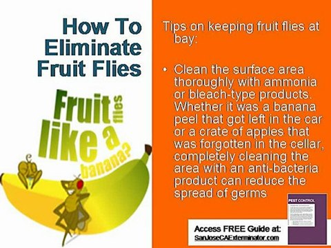 How To Get Rid of Fruit Flies | San Jose Exterminator