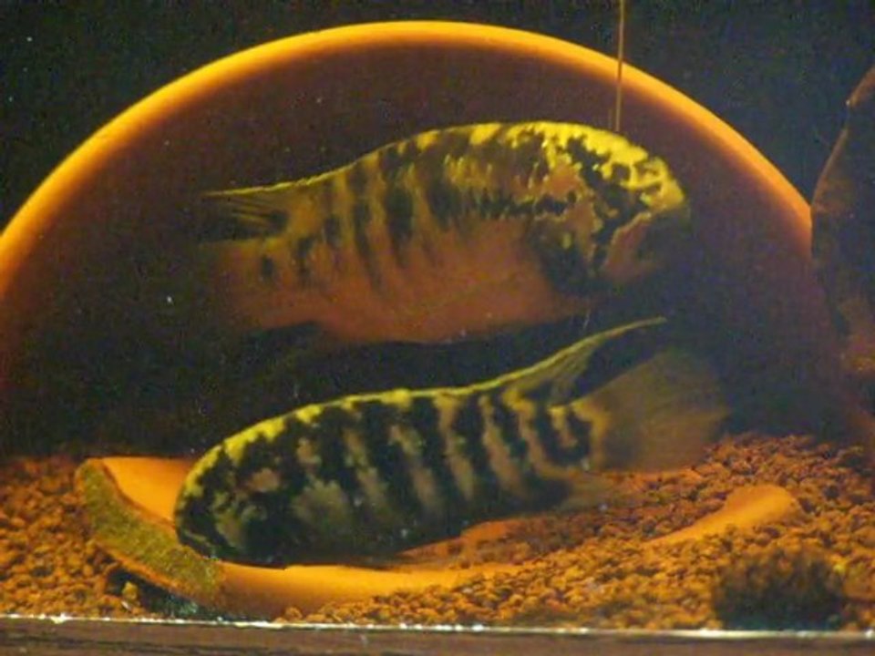 ivanacara  adoketa ponte