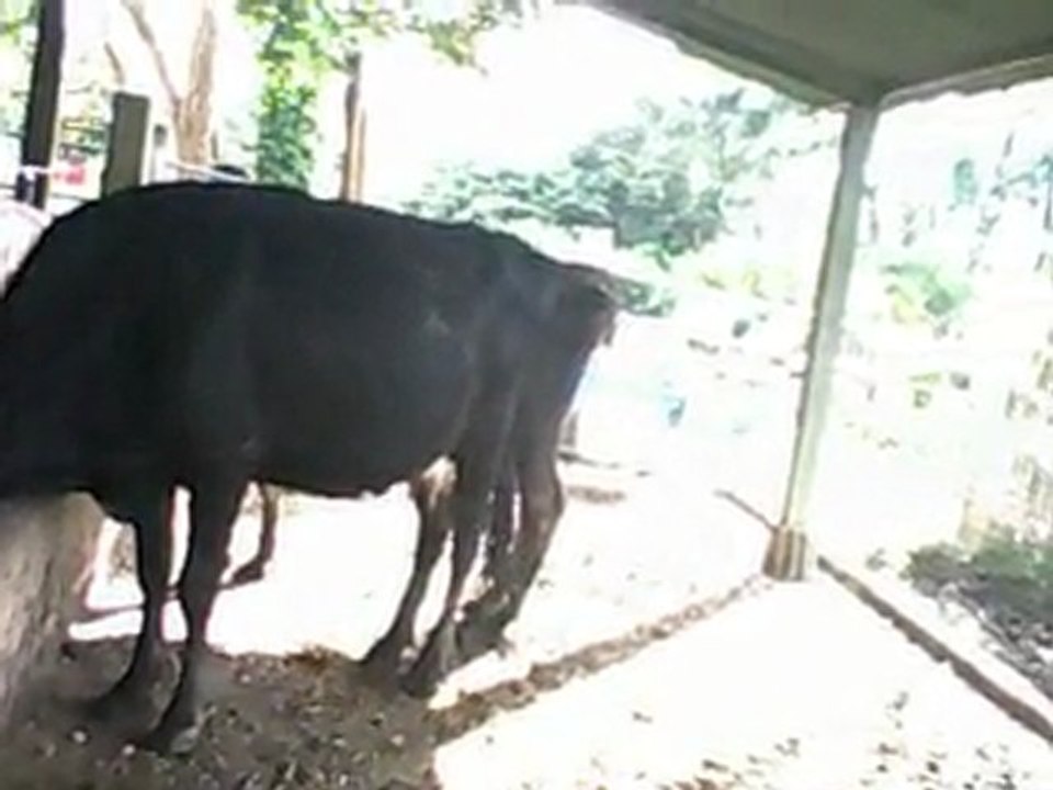 video vacas nuevas