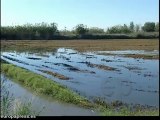 Arroceros valencianos temen mortandad peces