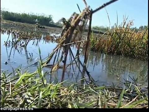 Arroceros de l'Albufera de Valencia