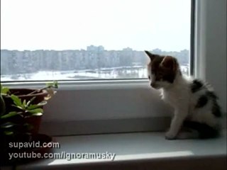 chaton potté qui regarde par la fenêtre