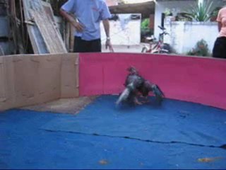 CockFighting