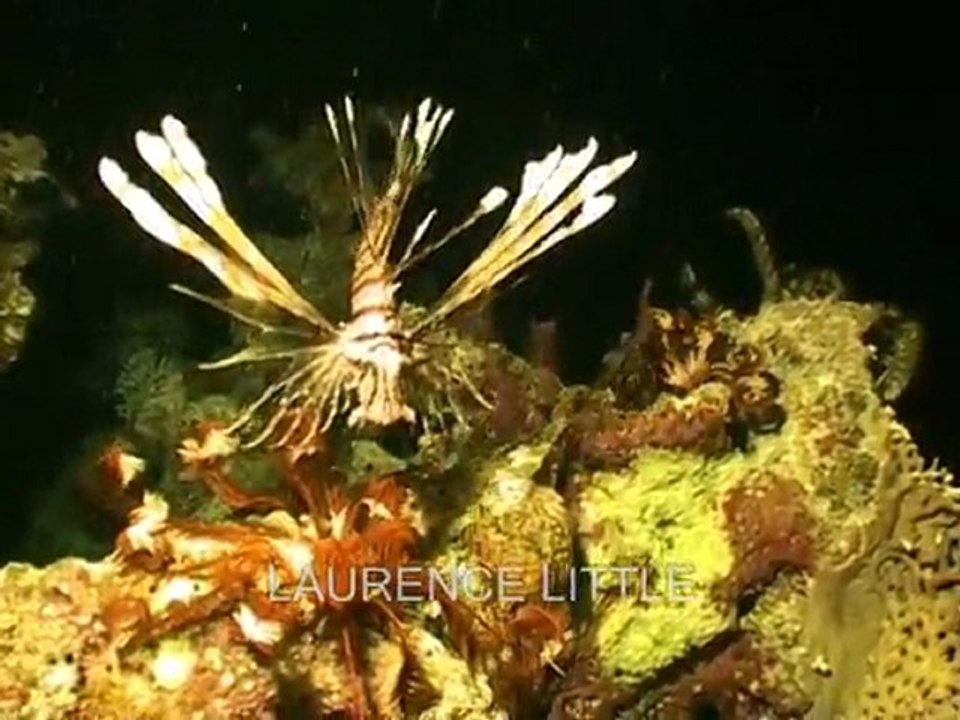 rascasse volante nuit