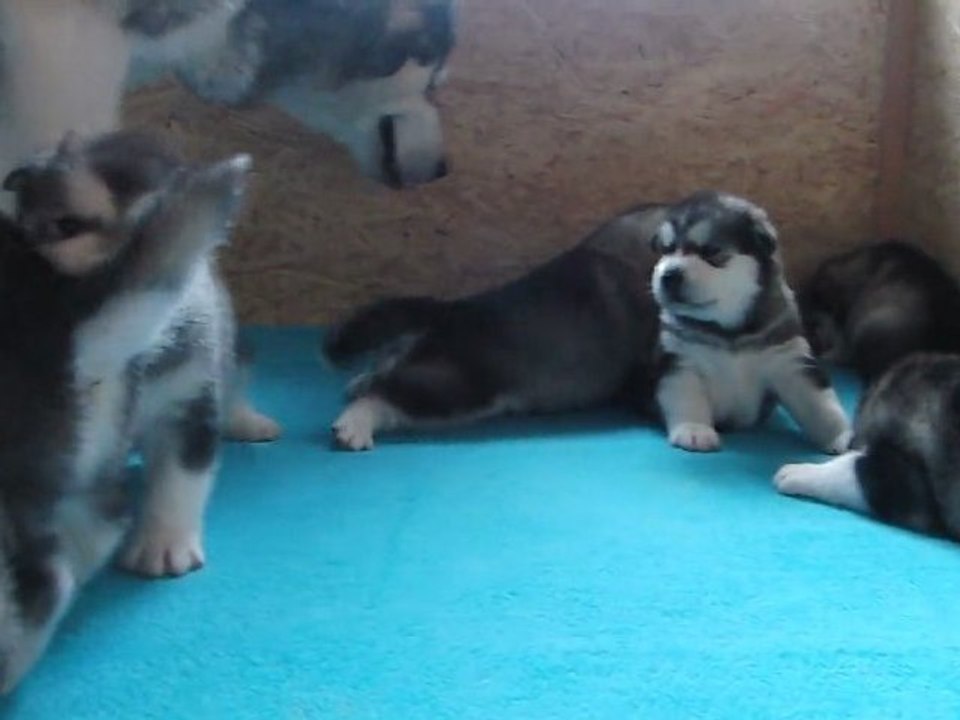 Chiots Dakota et Seeker 18 jours