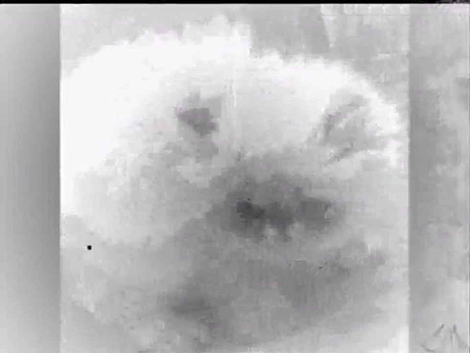 VIDEOS  CHATONS  ARRAKIS CATS