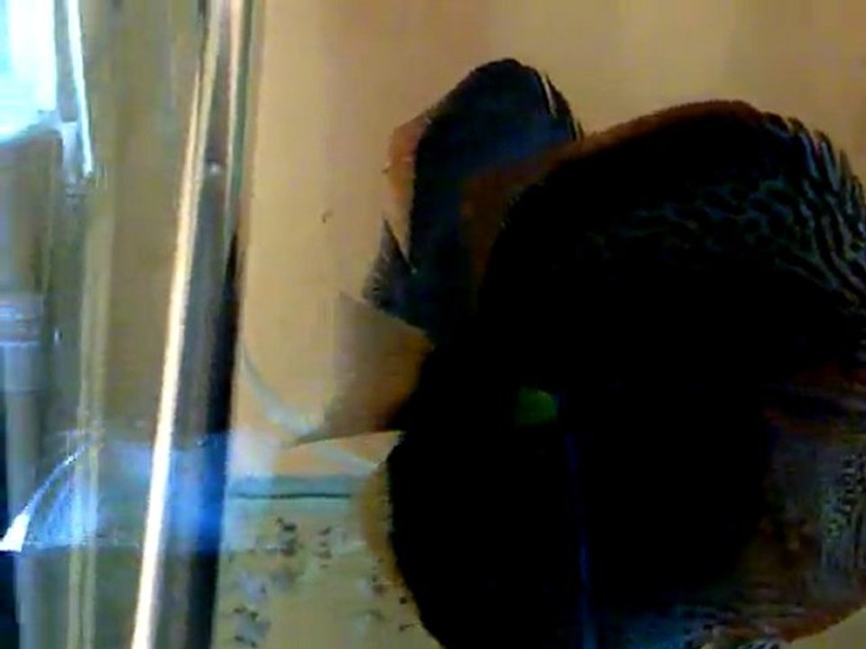 Leopard Snake Skin LSS Discus Anaçları ve 09/06/2011 Doğumlu Yavruları