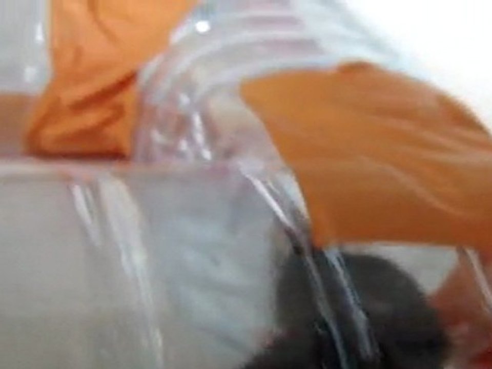 Kenny 2