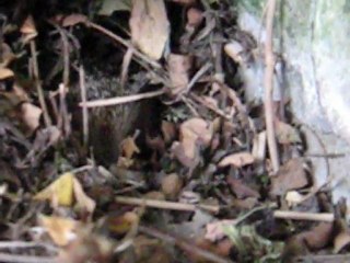 Mme Hérisson mange des croquettes !