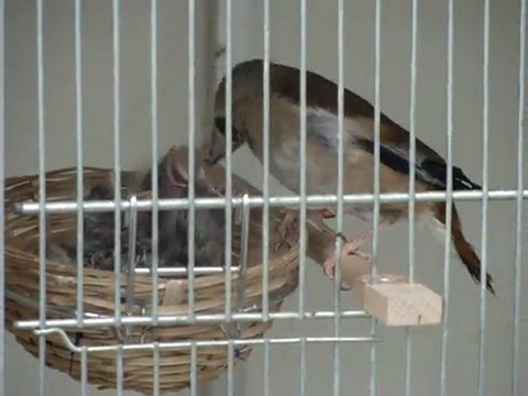 Elevage gros bec à J9 par Carduelis