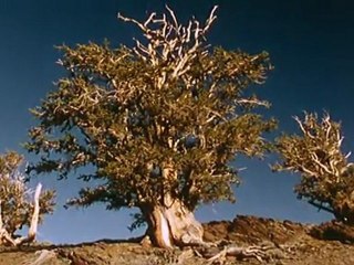 Arbres - Documentaire Baobab Arte