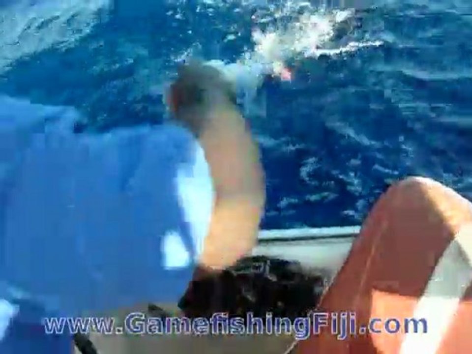 Pacific sailfish tag and release in Kadavu, Fiji