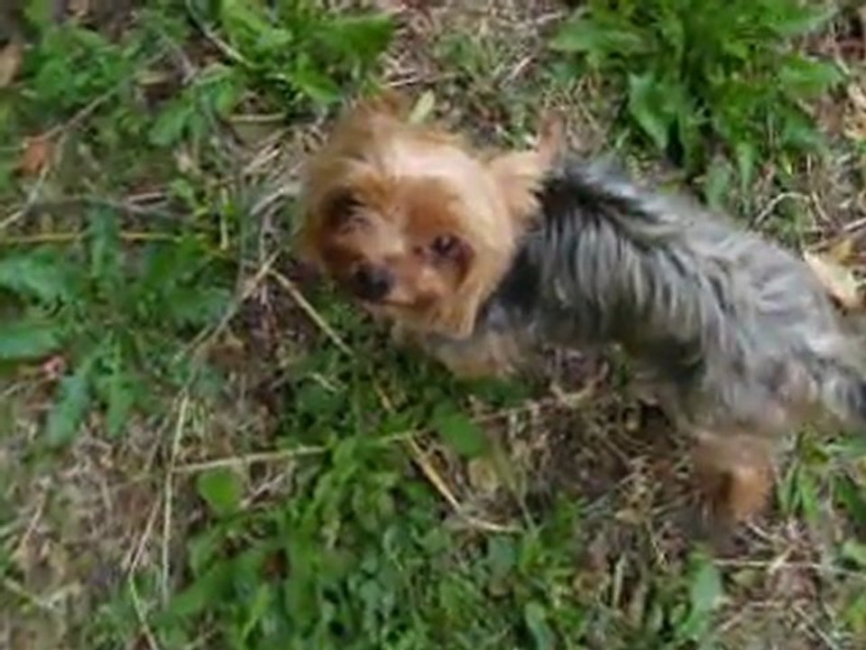 gino