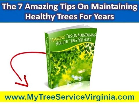 Tree Service Charlottesville VA|Properly Mulch Your Trees