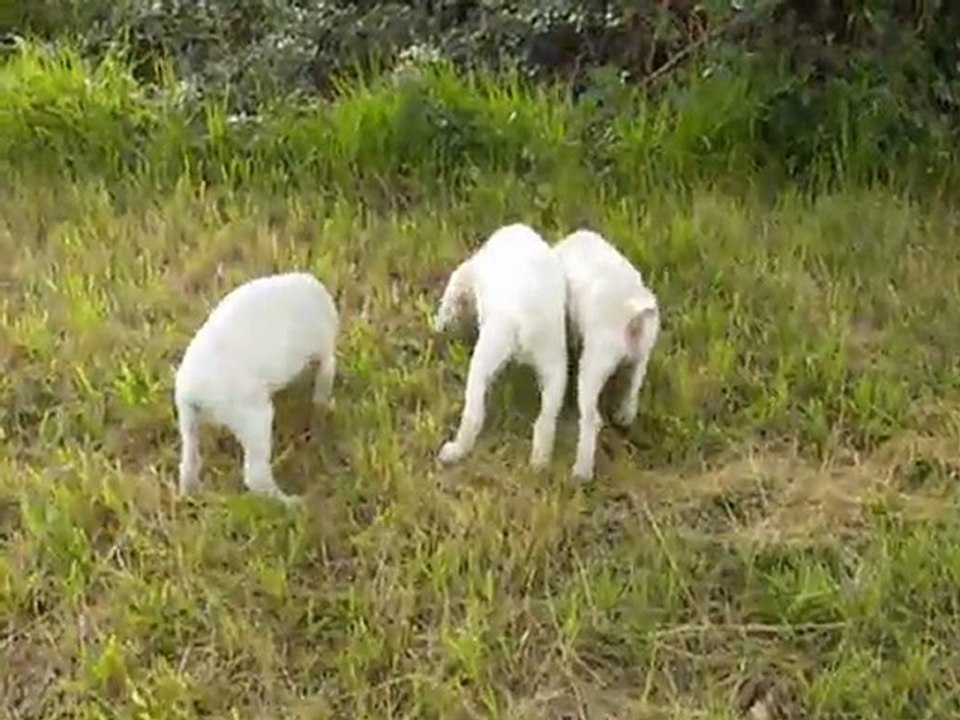 Braque du Bourbonnais qui quétent les cerises!