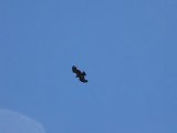 Un condor en plein vol au parc Talampaya